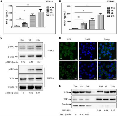 The Central Role of IFI204 in IFN-β Release and Autophagy Activation during Mycobacterium bovis Infection